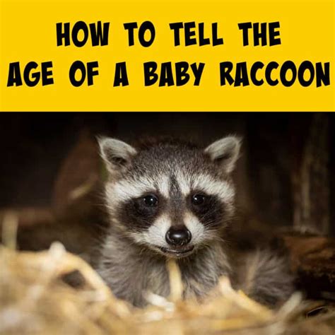 raccoon size by age.